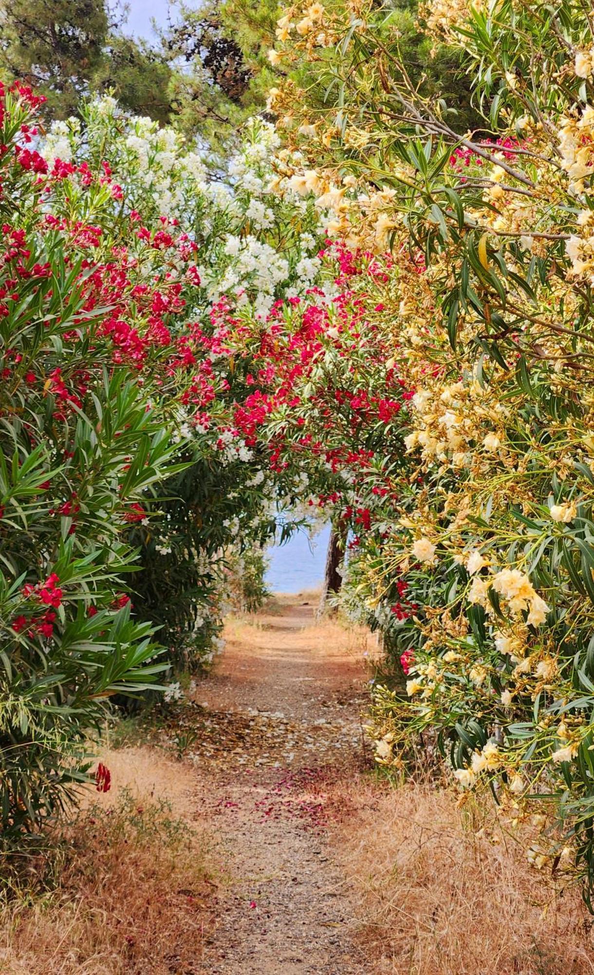 Pine Beach Holiday Home 2 Bedrooms 50 Meters To The Beach Kalyves Polygyrou ภายนอก รูปภาพ